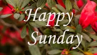 Good morning sunday images !! Good morning flowers picture