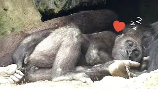 Jabali Sleeps Happily in Mom's Arms ❤️呷百二在媽媽懷裡睡覺好幸福