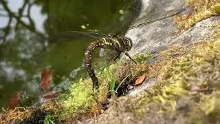 Dragonfly laying eggs in moss￼