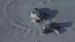 Fernandina Beach volunteers track sea turtle hatchlings