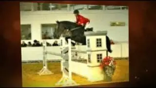 Show Jumping Horses For Sale In The Midlands