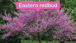 Shame, penance, healing, driving away negative emotions--Eastern Redbud
