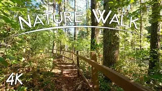 Relaxing Forest Walk to Frog Pond | 4K Nature Hike | Nature Sounds | Pacific Northwest