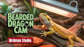 Live Reptile Cam - Bearded Dragon Live Cam - Reptile Live Cam