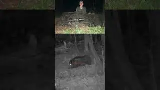 300 Pound Hog Falls to the 243 #hunting #hoghunting #bigpig