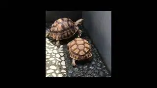 African Sulcata Tortoise Yearlings