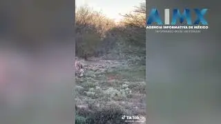 Revelan video de ataque de b&uacute;falo a cazador mexicano en Argentina