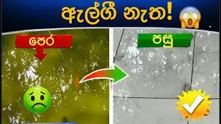 ඇල්ගීවලින් තොර මාළු ටැංකියක් පවත්වා ගන්නේ කෙසේද?