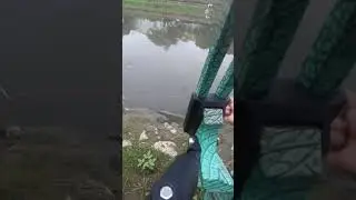 Bowfishing January 11: Catch and Kill Pleco