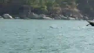 Goa, India - Dolphin watching