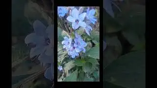 eranthemum Blue sage plant | beautiful 🌺|
