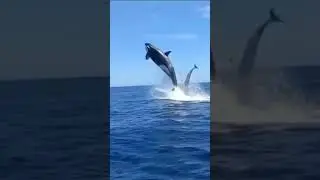 Orca pulando!!!