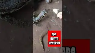 channa limbata,channa limbata galak,channa limbata cb - IKAN CHANNA #shorts #channa #limbata #viral