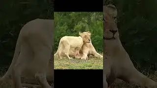 The twin white lionesses were besieged by three male lions. #wildlife