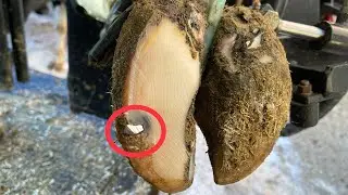 В этой лапе застрял ноготь