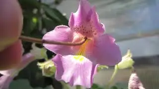 Touch-sensitive Proboscidea louisianica stigma