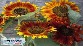 Sunflower Seeds Vibrant Heirloom Blooms Free Shipping Autumn Beauty Variety