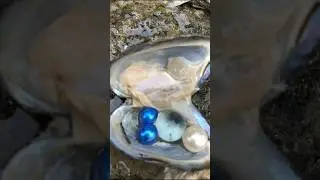 Skill pearl in clam and shell pearl #clam #goldjewelry #pearl #pearlgold #seapearl