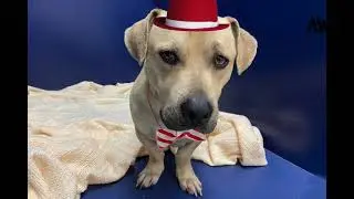 Boston | Dogs for Adoption | Animal Welfare Association | Animal Shelter, Adoption Center, Clinic