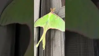 Huge Green Moth - Georgia Wild Life