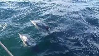 Dolphins come to play - Sailing Provident around the Isle of Mull.
