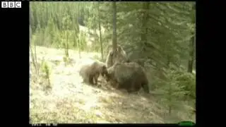 Bears caught on camera scratching against 'rub tree'