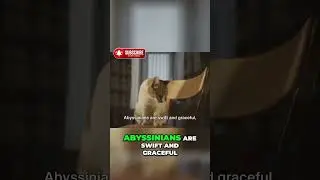 The Intelligent and Agile Abyssinian: A Remarkable Feline Breed #education #facts #animals #nature