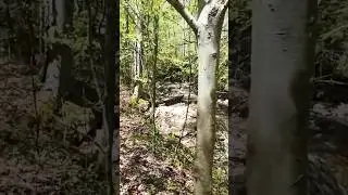 Pinhoti Trail #hiking #travel #nature #adventure #waterfall #naturelovers #getoutside