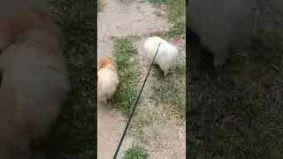 Продажа😃Питомник Йорк & Шпиц.Elite Pets,Крым, Евпатория 🌞+79788972514 Доставка возможна 🥰