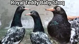 Royal Teddy Baby Pigeons | Baghla Teddy Kabootar | Pigeons