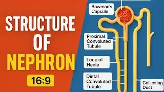 Structure of Nephron explained in just 100 seconds!! | Excretion in Animals |