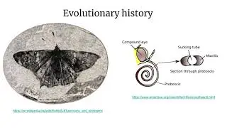 Order LEPIDOPTERA