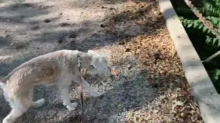 Holy Terrier: Polly visits hermit monk&rsquo;s cave
