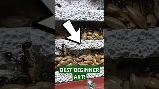 MESSOR BARBARUS: Best Beginner Ant! 🐜