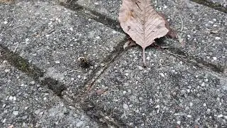 Wasp attacking and processing a shield bug