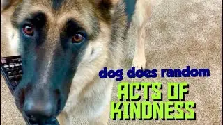Anya's Story: Amazing german shepherd dog does random acts of kindness