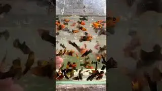 Gold dust mollies 🥰 #mollies #mollyfishbreeding #mollyfish #fishpond #viral #reels #fish #shorts