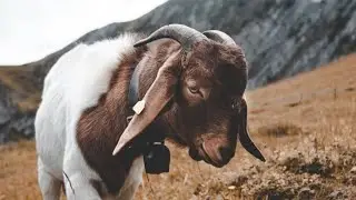 Bakra Eid ul Adha | WhatsApp Status 4k | Full Screen | Bakra Eid Mubarak 2021