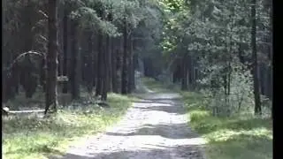 Brandon Country Park June 1991