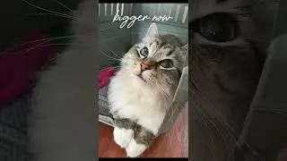 Just a random edit of Winter😺🥹 #winterthecat #cat #catshorts #edit #fypシ゚viral