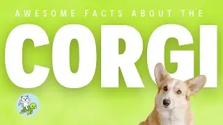 EPIC Corgi Facts for Kids!