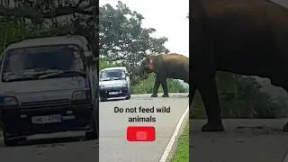 Don't feed wild animals⚠️#shorts