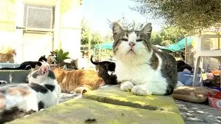 Zypern hat ein Katzenproblem