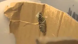 Papilio machaon - from caterpillar to pupae