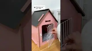 #puppy #puppylife #viralvideo #poodle #dog