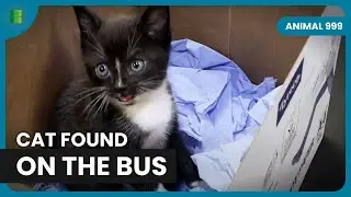 Abandoned Kitten Gets Second Chance | Animal 999 | Animal Documentary