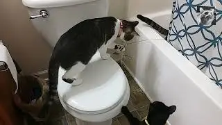 Battle of the Phoenix (#KittensPlaying, #Bathtub, #CatToys)