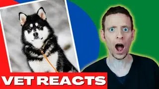 Veterinarian reacts to dog trainer | Beckman battle a dominant Alaska Malamute