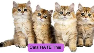 10 Things Cats Hate That You Should Avoid