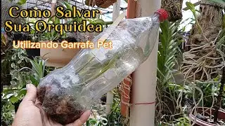 🔴 Como Salvar Sua Orquidea  / Utilizando Garrafa Pet 